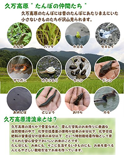 Amazon.co.jp: キヌヒカリ（玄米5kg）2025年令和7年産 愛媛 石鎚山麓